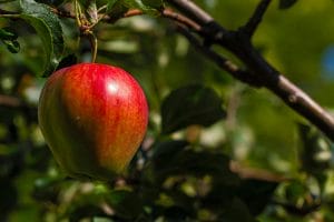eat apple